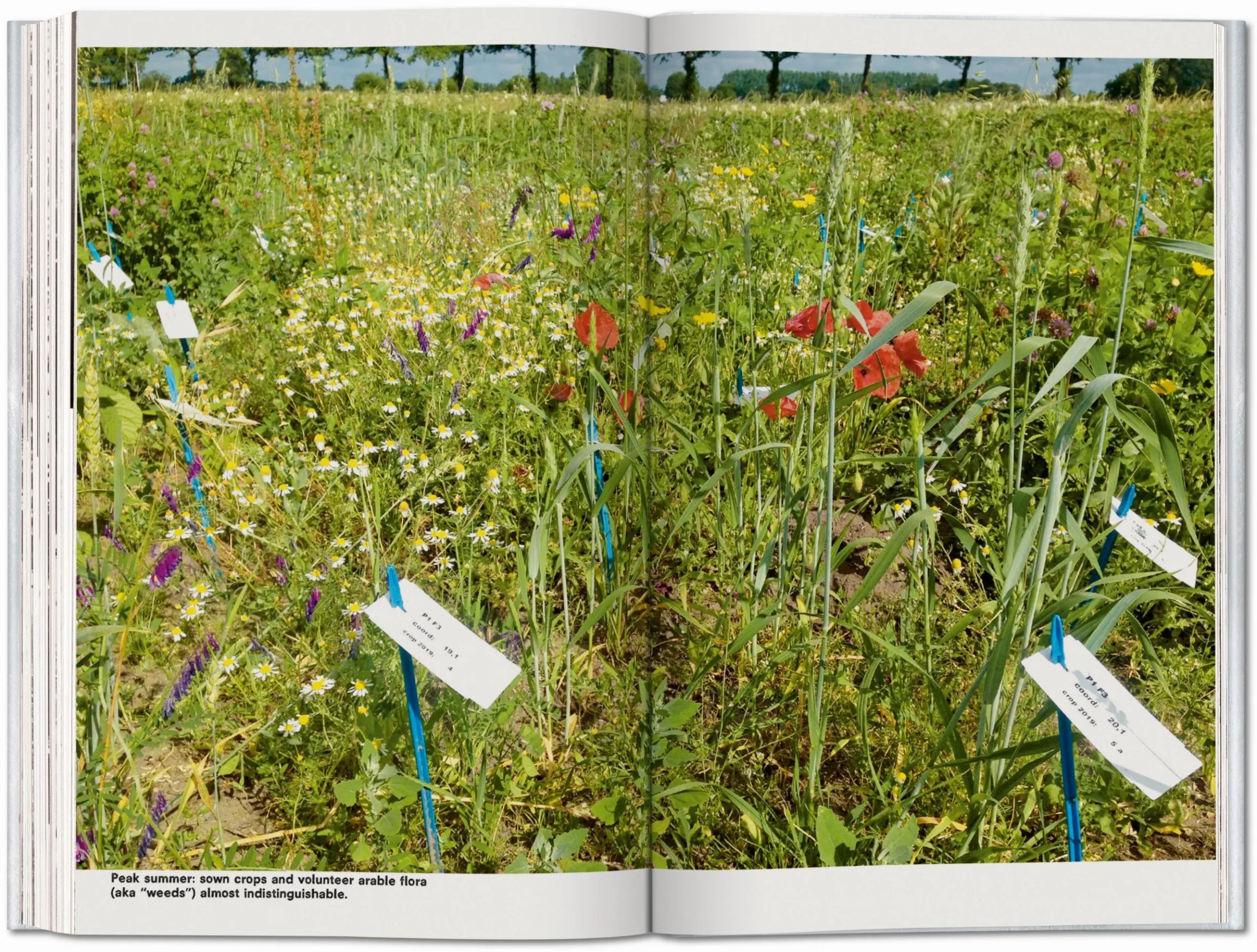 Countryside, A Report